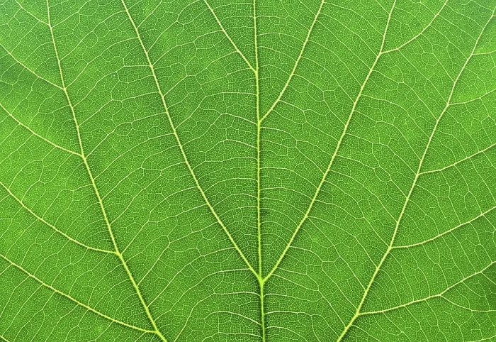 Framed Print : Close-up Macro Print of a Green Tree Leaf Framed Print : Close-up Macro Print of a Green Tree Leaf
