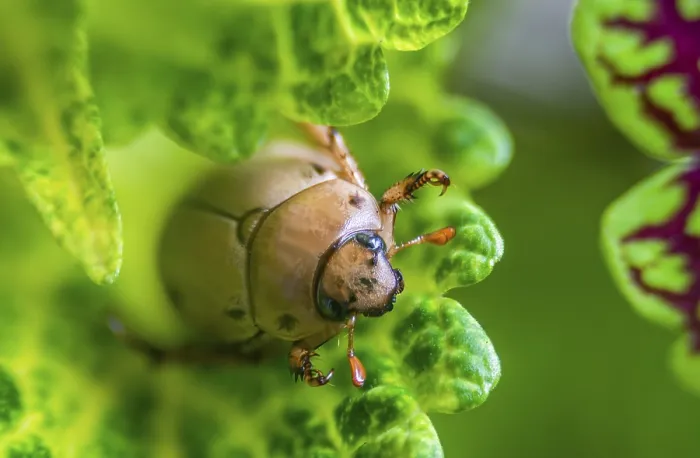 Framed Print : Close-up Macro Print of Beetle on Leaf Framed Print : Close-up Macro Print of Beetle on Leaf