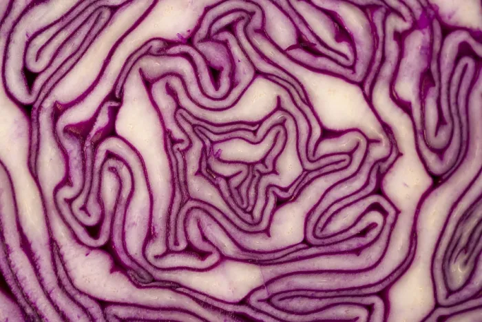 Framed Print : Close Up on Red Cabbage Print Framed Print : Close Up on Red Cabbage Print