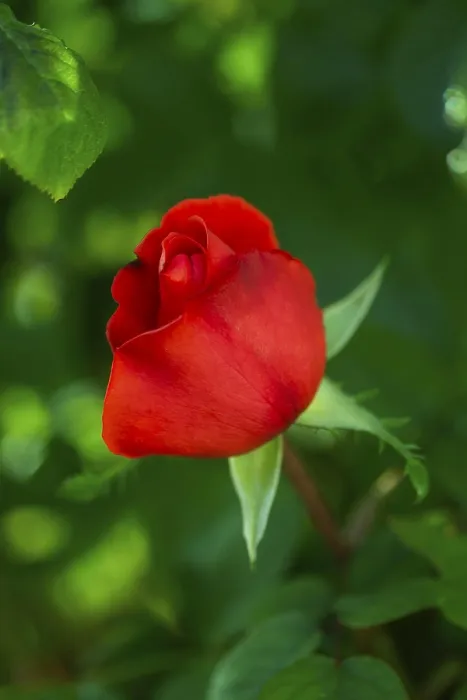 Framed Print : Close-up Red Rose Print Framed Print : Close-up Red Rose Print