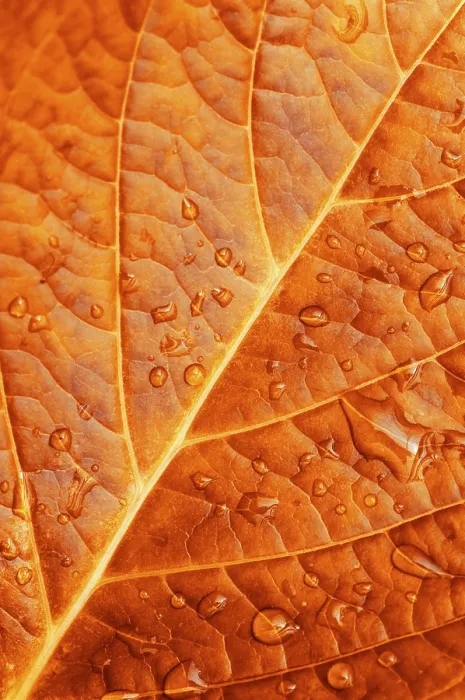 Framed Print : Close-up of Redleaf with Water Drop Print Framed Print : Close-up of Redleaf with Water Drop Print