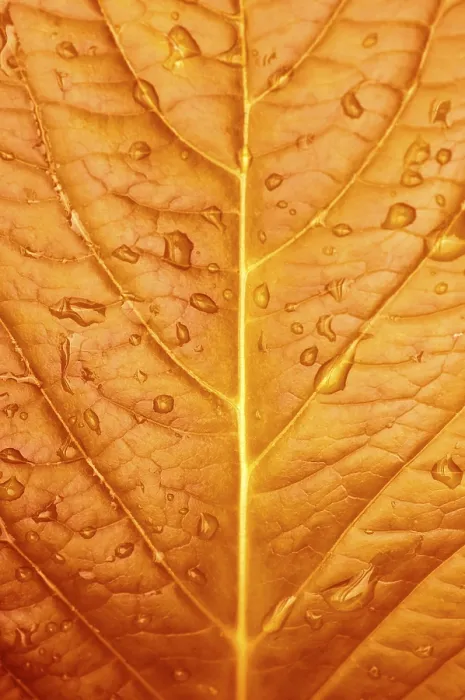 Framed Print : Close-up Print of Redleaf with Water Drop Framed Print : Close-up Print of Redleaf with Water Drop