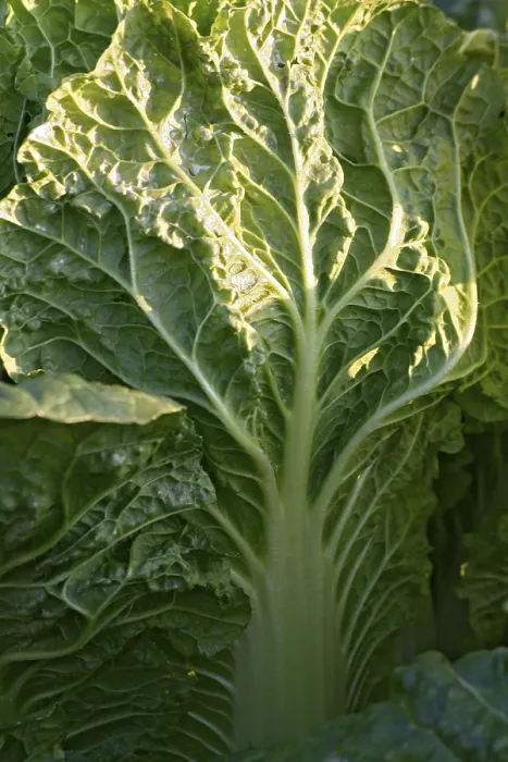 Framed Print : Close-up Print of Savoy Cabbage Framed Print : Close-up Print of Savoy Cabbage
