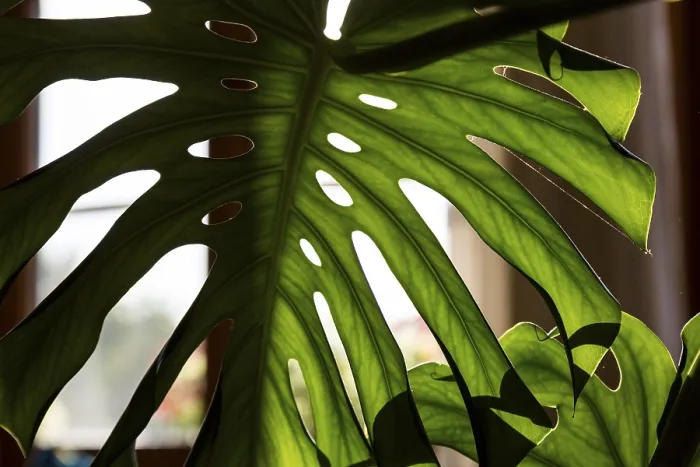 Framed Print : Close-up Print of Palm Tree Leaf Framed Print : Close-up Print of Palm Tree Leaf