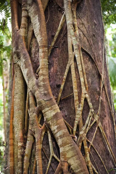 Framed Print : Close-up of Strangler Fig Tree Print, Queensland Australia Framed Print : Close-up of Strangler Fig Tree Print, Queensland Australia