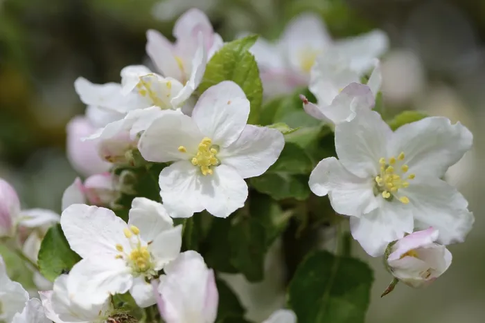 Framed Print : Close-up of Apple Tree Blossoms Print, Bavaria, Germany Framed Print : Close-up of Apple Tree Blossoms Print, Bavaria, Germany