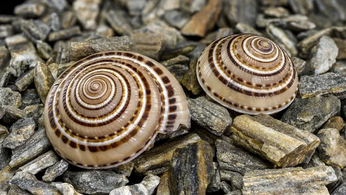 Framed Print : Close-up of Architectonica perspectiva Seashell Print Framed Print : Close-up of Architectonica perspectiva Seashell Print