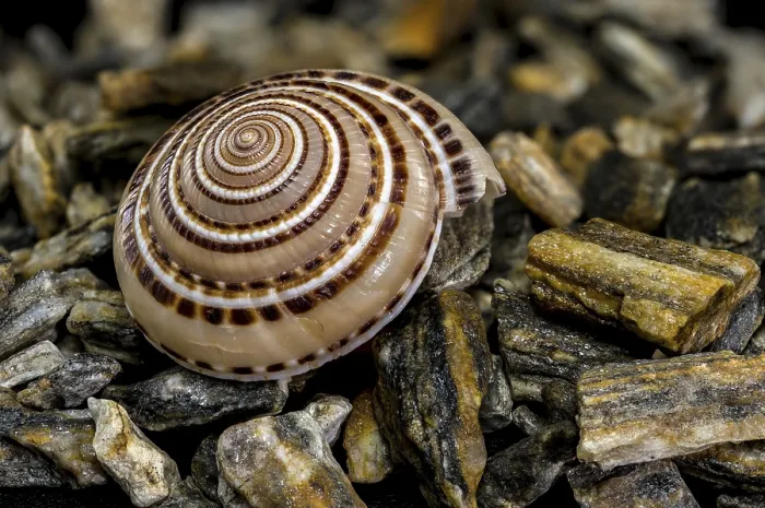 Framed Print : Close-up of Architectonica perspectiva Seashell Print Framed Print : Close-up of Architectonica perspectiva Seashell Print