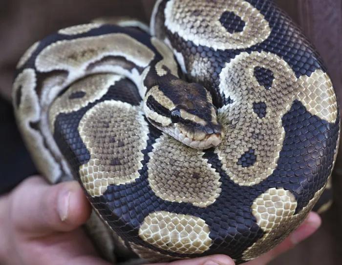 Framed Print : Ball Python Close-up Print - Scale Pattern and Keeper