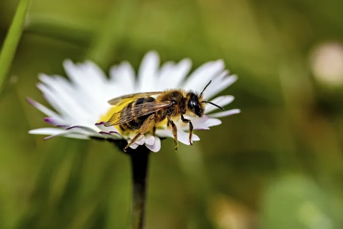Framed Print : Close-up of a bee on a white daisy Print, Germany Framed Print : Close-up of a bee on a white daisy Print, Germany