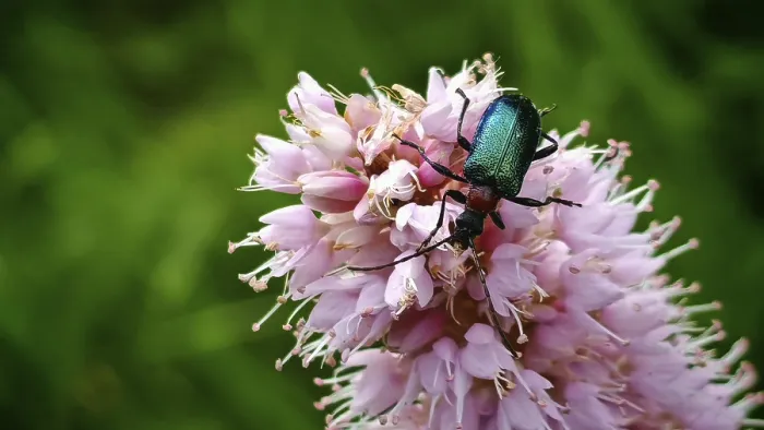 Framed Print : Malachite Beetle Print on Pink Flower in the Wild Framed Print : Malachite Beetle Print on Pink Flower in the Wild