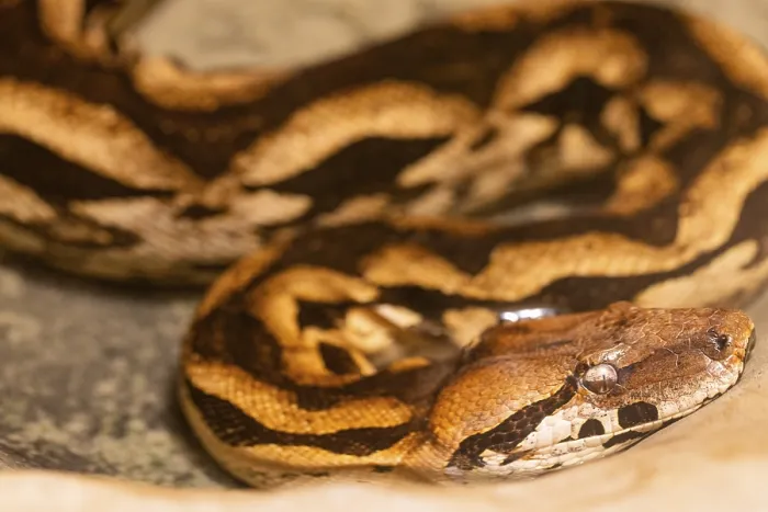 Framed Print : Burmese Python Print: Intrinsic Patterns and Coloration Framed Print : Burmese Python Print: Intrinsic Patterns and Coloration