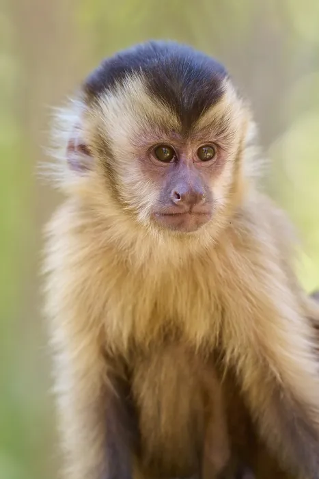Framed Print : Close-up of a capuchin monkey in the Pantanal, Print Framed Print : Close-up of a capuchin monkey in the Pantanal, Print