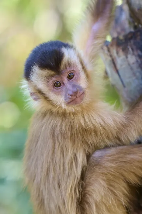 Framed Print : Close-up of a Capuchin Monkey Print, Pantanal, Brazil Framed Print : Close-up of a Capuchin Monkey Print, Pantanal, Brazil