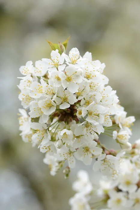 Framed Print : Close-up of Cherry Tree Blossoms Print, Bavaria, Germany Framed Print : Close-up of Cherry Tree Blossoms Print, Bavaria, Germany