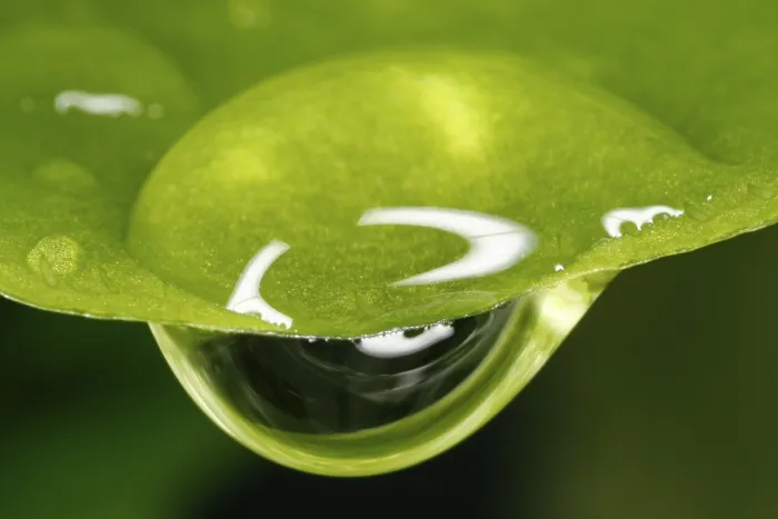 Framed Print : Close-up of a drop of water on a leaf Print Framed Print : Close-up of a drop of water on a leaf Print