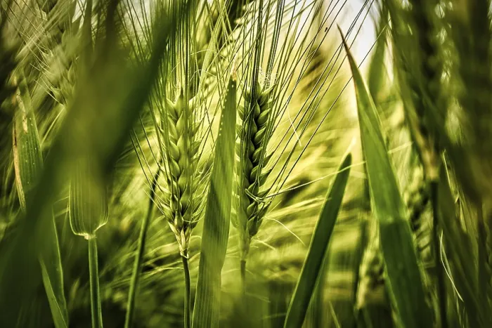 Framed Print : Close-up of Ears in a Cornfield Print Framed Print : Close-up of Ears in a Cornfield Print
