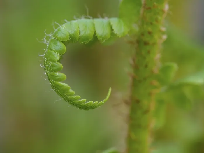 Framed Print : Fern Print in Early Spring Development Framed Print : Fern Print in Early Spring Development
