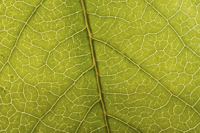 Framed Print : Close-up of a green leaf Print Framed Print : Close-up of a green leaf Print