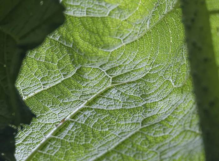 Framed Print : Close-up of a Green Leaf Print Framed Print : Close-up of a Green Leaf Print