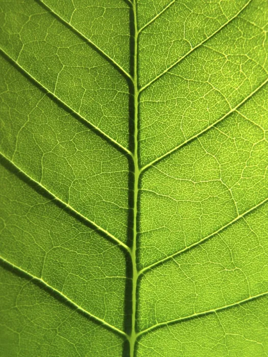 Framed Print : Close-up of Green Leaf Texture Print Framed Print : Close-up of Green Leaf Texture Print
