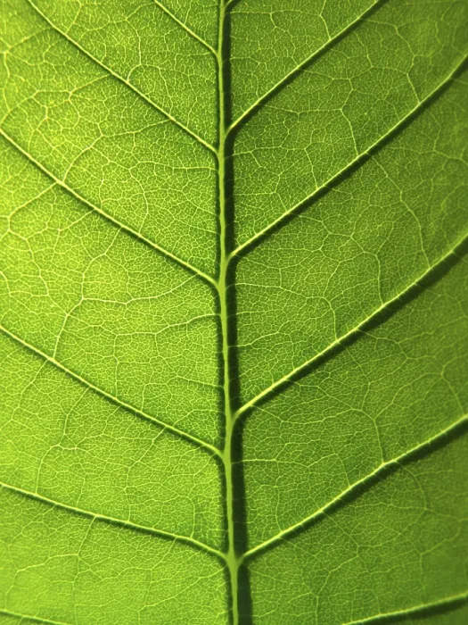 Framed Print : Close-up of Green Leaf Texture Print Framed Print : Close-up of Green Leaf Texture Print