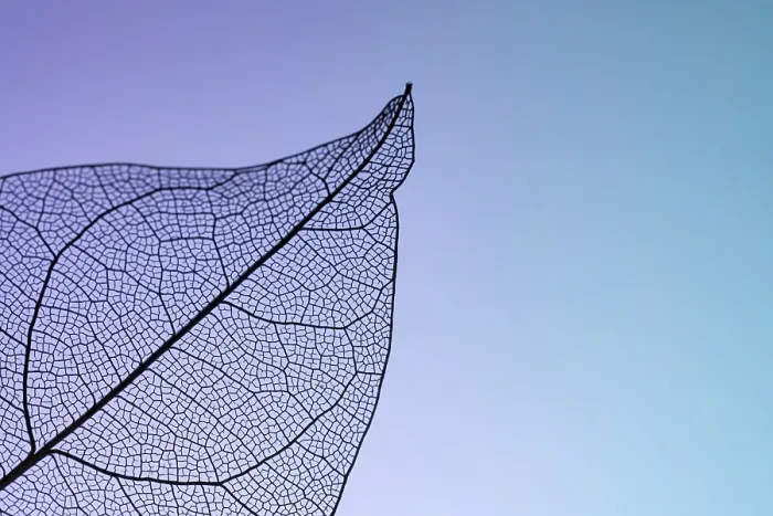 Framed Print : Delicate Leaf Skeleton Print: Nature's Intricate Patterns Framed Print : Delicate Leaf Skeleton Print: Nature's Intricate Patterns