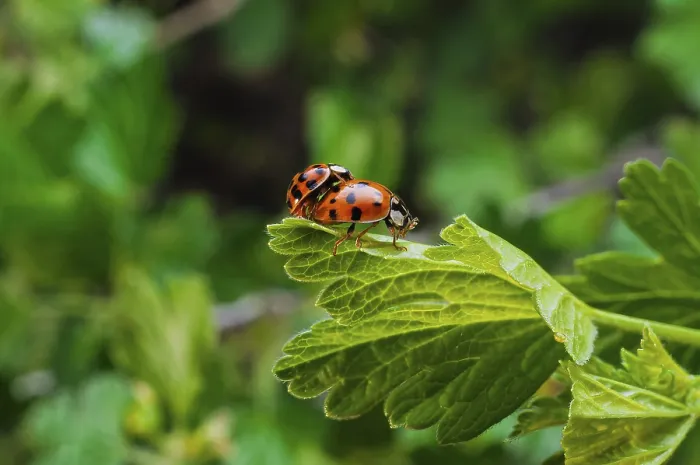 Framed Print : Ladybugs Mating on Currant Leaf Print Framed Print : Ladybugs Mating on Currant Leaf Print