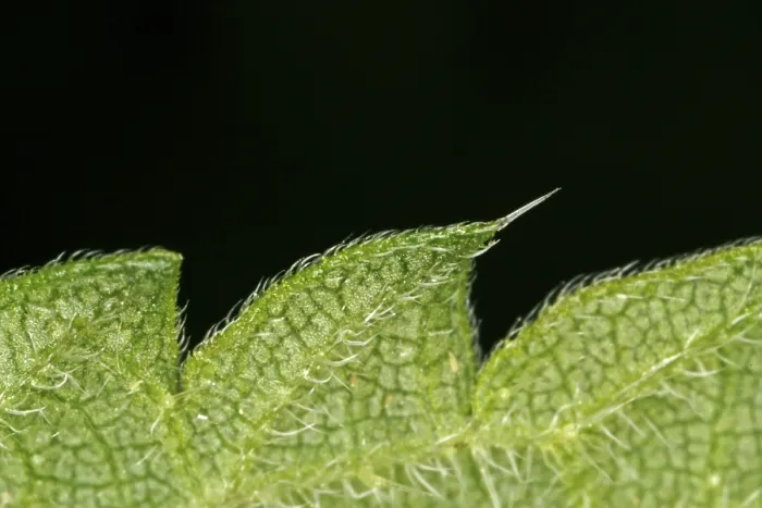 Framed Print : Close-up of a Leaf Print Framed Print : Close-up of a Leaf Print