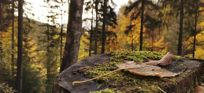 Framed Print : Close-up of a Leaf on a Tree Stump Print Framed Print : Close-up of a Leaf on a Tree Stump Print