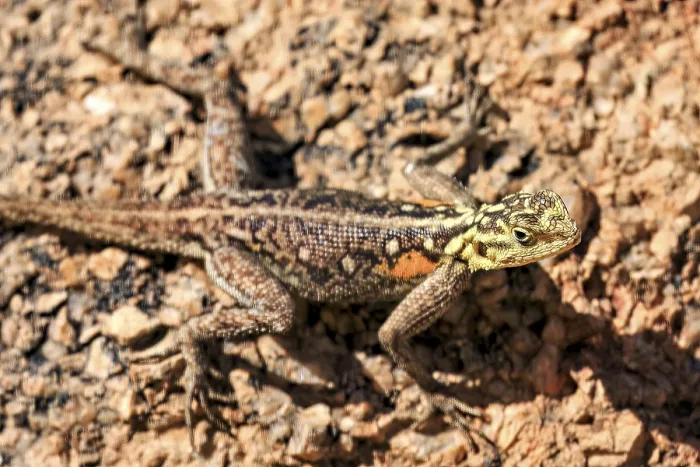 Framed Print : Close-up Print of Camouflaged Agama Lizard in Namibia Framed Print : Close-up Print of Camouflaged Agama Lizard in Namibia