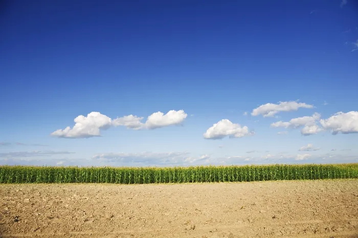 Framed Print : Close-up of a Maize Field Print Framed Print : Close-up of a Maize Field Print