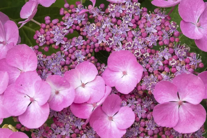 Framed Print : Mountain Hydrangea Print, North Rhine-Westphalia, Germany Framed Print : Mountain Hydrangea Print, North Rhine-Westphalia, Germany