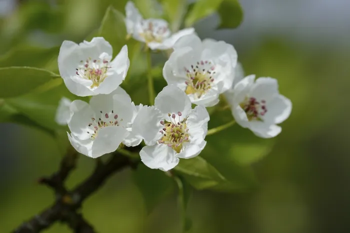Framed Print : Close-up of Pear Tree Blossoms Print, Bavaria, Germany Framed Print : Close-up of Pear Tree Blossoms Print, Bavaria, Germany