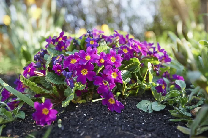 Framed Print : Close-up of Primula blossoms in spring Print Framed Print : Close-up of Primula blossoms in spring Print