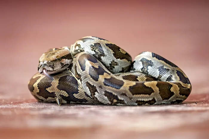 Framed Print : Indian Rock Python Print - Close-up of a Python in Sri Lanka Framed Print : Indian Rock Python Print - Close-up of a Python in Sri Lanka