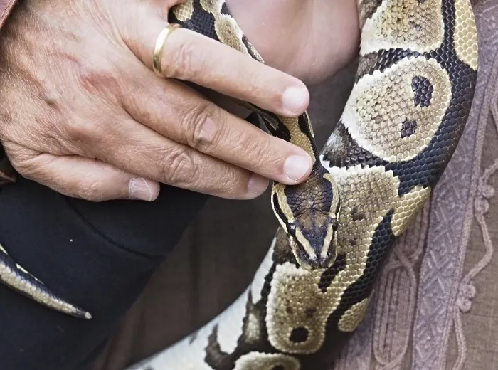 Framed Print : Close-up Print of Python Snake with Intricate Skin Pattern Framed Print : Close-up Print of Python Snake with Intricate Skin Pattern