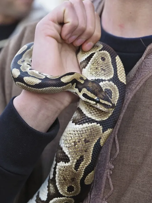Framed Print : Close-up of Royal Python Coiled Around Handler's Arm Print