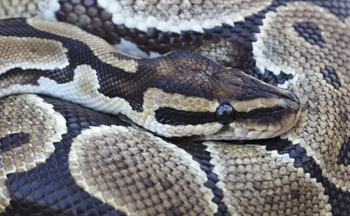 Framed Print : Close-up of a Royal Python Print: Ball Python Scale Pattern