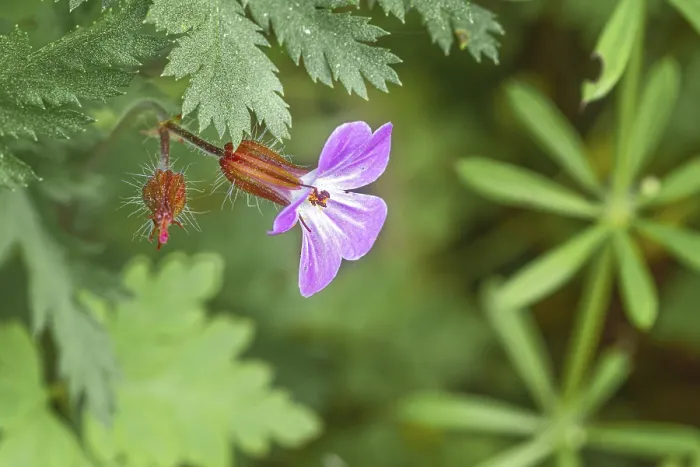 Framed Print : Close-up Print of Ruprechtskraut (Geranium robertianum), Germany Framed Print : Close-up Print of Ruprechtskraut (Geranium robertianum), Germany