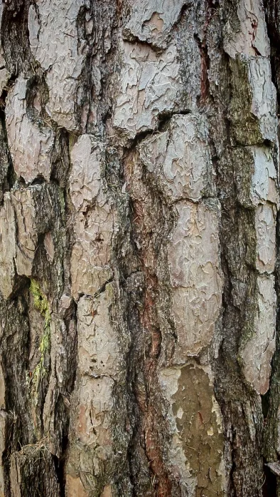 Framed Print : Close-up of Pine Tree Bark Print, Franconian Forest Framed Print : Close-up of Pine Tree Bark Print, Franconian Forest