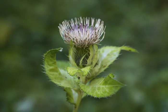 Framed Print : Close-up of a thistle, Upper Bavaria Print, Germany Framed Print : Close-up of a thistle, Upper Bavaria Print, Germany