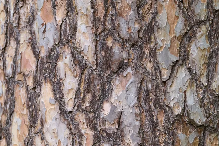 Framed Print : Close-up of Tree Bark Print, Hesse, Germany Framed Print : Close-up of Tree Bark Print, Hesse, Germany