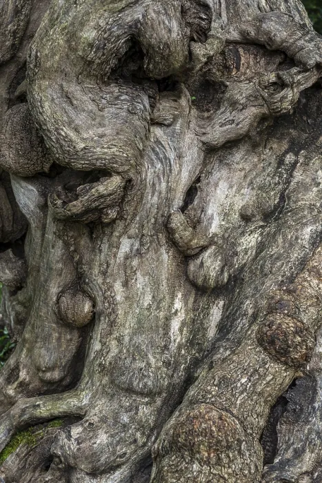 Framed Print : Close-up of a Tree Root Print Framed Print : Close-up of a Tree Root Print