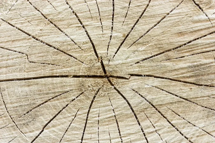 Framed Print : Close-up of tree stump background with cracks Print Framed Print : Close-up of tree stump background with cracks Print