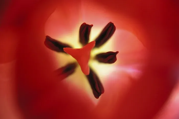 Framed Print : Close-up of Tulip Print Framed Print : Close-up of Tulip Print