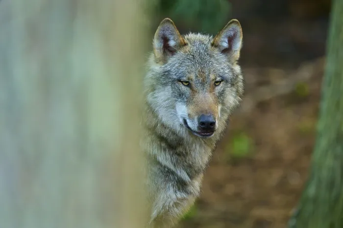 Framed Print : Close-up of a Wolf with Clear View Print Framed Print : Close-up of a Wolf with Clear View Print