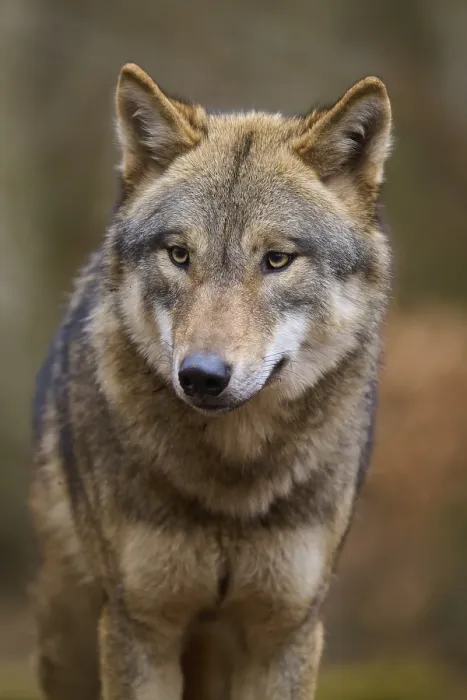 Framed Print : Close-up of a wolf in the forest with thoughtful expression Print, Wolf (Canis Lupus), Germany Framed Print : Close-up of a wolf in the forest with thoughtful expression Print, Wolf (Canis Lupus), Germany