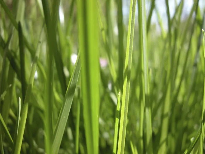 Framed Print : Close-up View of a Single Blade of Grass Print Framed Print : Close-up View of a Single Blade of Grass Print
