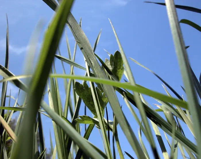 Framed Print : Close-up View of a Single Blade of Grass Print Framed Print : Close-up View of a Single Blade of Grass Print